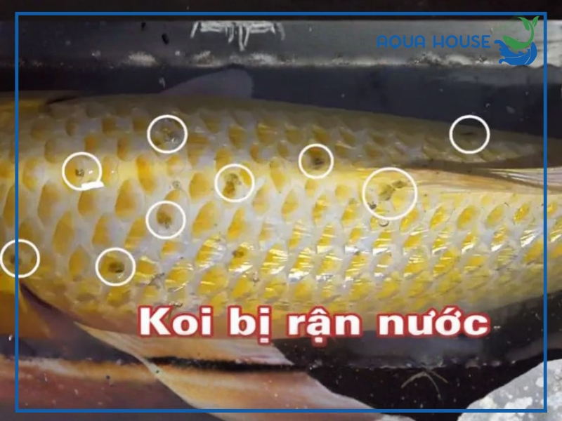 Cách Chữa Trị Cá Koi Bị Rận Đơn Giản Hiệu Quả 33 Dấu hiệu nhận biết cá koi bị rận