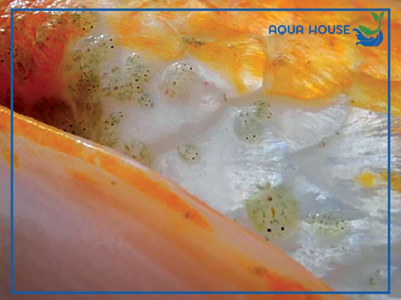Cách Chữa Trị Cá Koi Bị Rận Đơn Giản Hiệu Quả 36 Cách phòng bệnh rận cá koi hiệu quả lâu dài