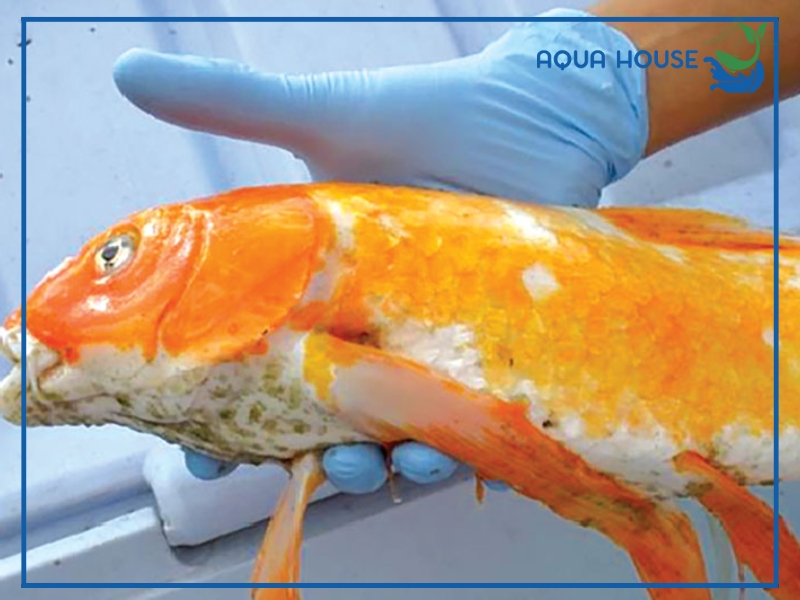 Cách Chữa Trị Cá Koi Bị Rận Đơn Giản Hiệu Quả 35 Cách điều trị cá koi bị rận hiệu quả