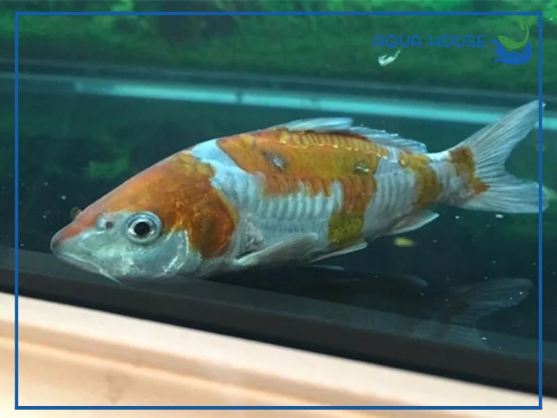 Nguyên nhân khiến cá koi bị stress