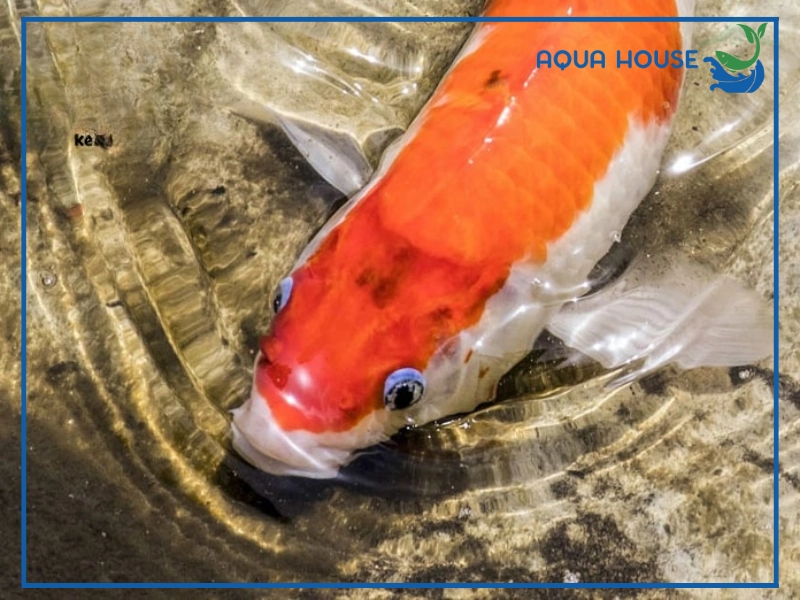 Cách xử lý cá koi bị stress kịp thời