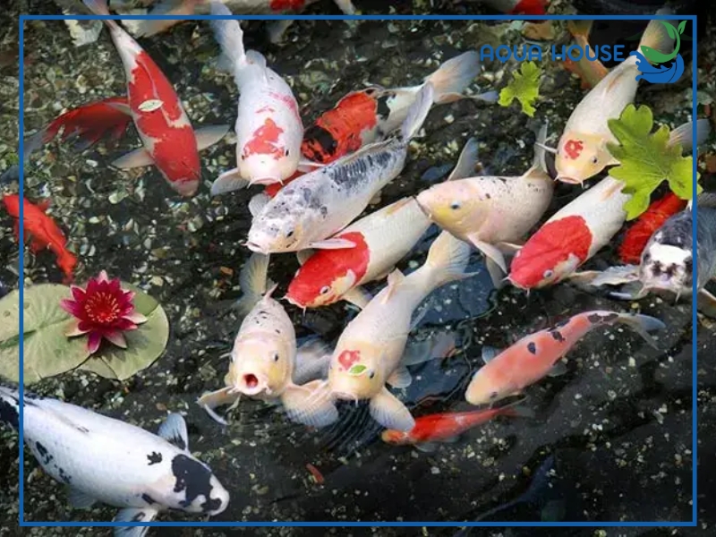 Phòng ngừa cá koi bị stress