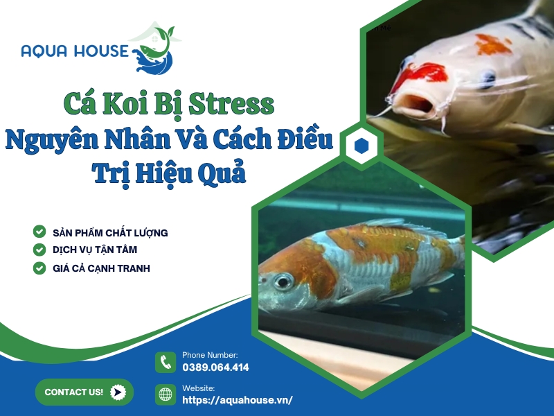 Cá koi bị stress