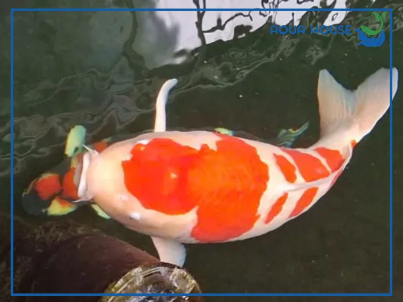 Nguyên nhân khiến cá koi bị tắc trứng