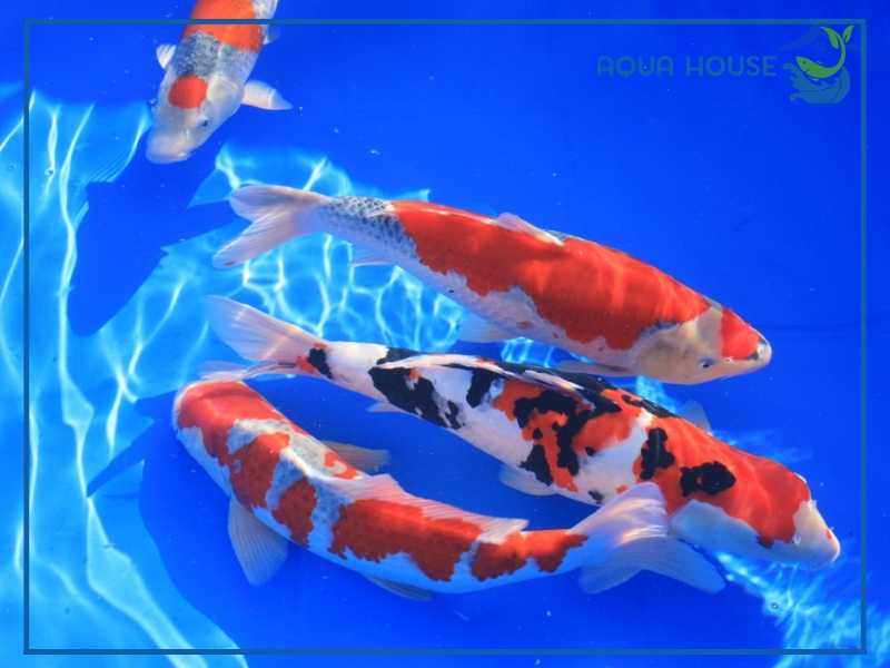 Cách xử lý cá koi bị tắc trứng hiệu quả