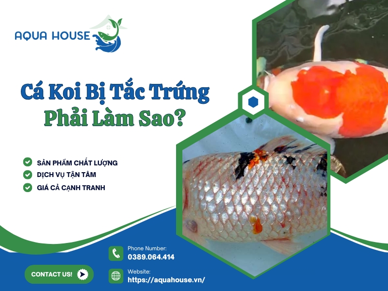 Cá koi bị tắc trứng