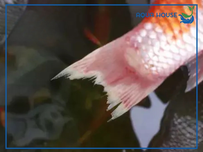 Nguyên nhân cá koi bị thối đuôi