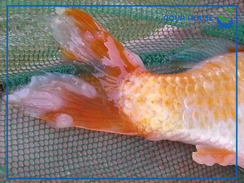 Cách điều trị cá koi bị thối đuôi hiệu quả