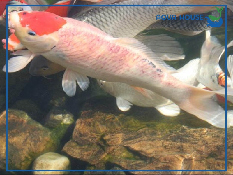 Cách phòng bệnh thối đuôi cho cá koi