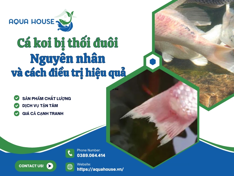 Cá Koi bị thối đuôi