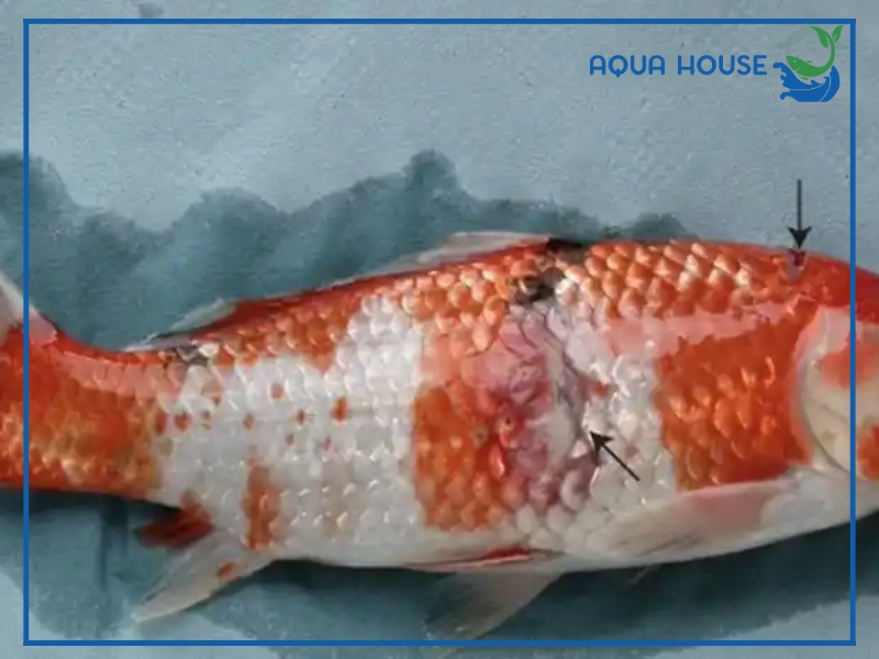 Nguyên nhân khiến cá koi bị tróc da