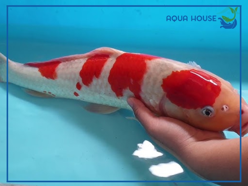 Cách điều trị cá koi bị tróc da hiệu quả