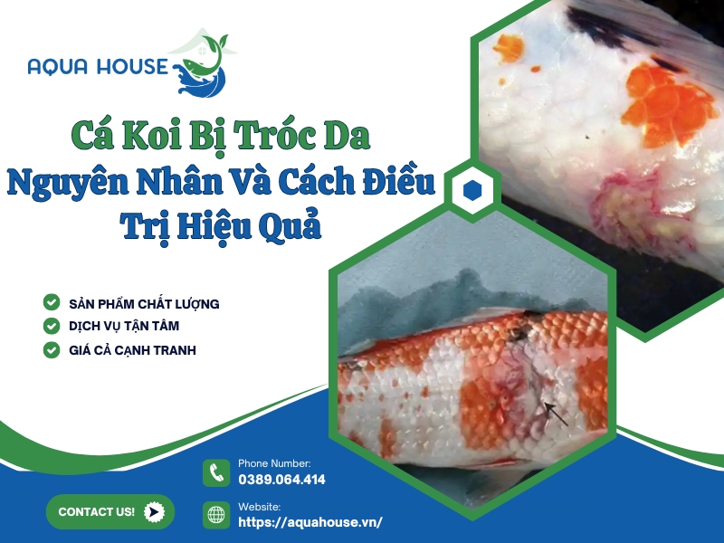 Cá koi bị tróc da