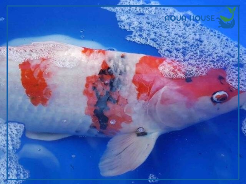 Nguyên nhân khiến cá koi bị tuột nhớt