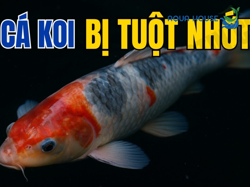 Dấu hiệu nhận biết cá koi bị tuột nhớt
