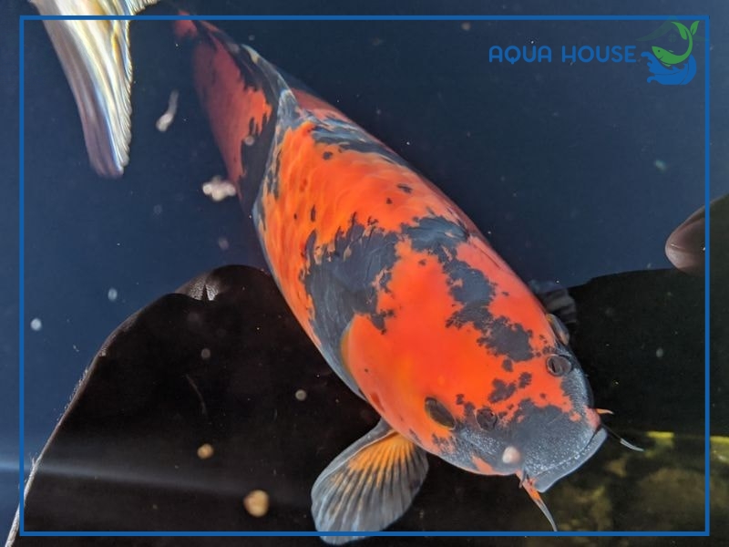 Cách phòng ngừa cá koi bị tuột nhớt