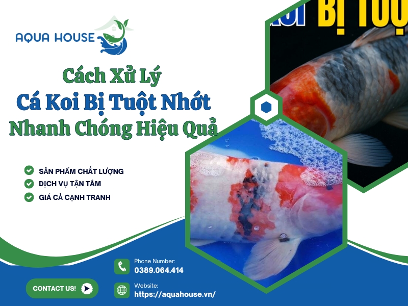 Cá koi bị tuột nhớt