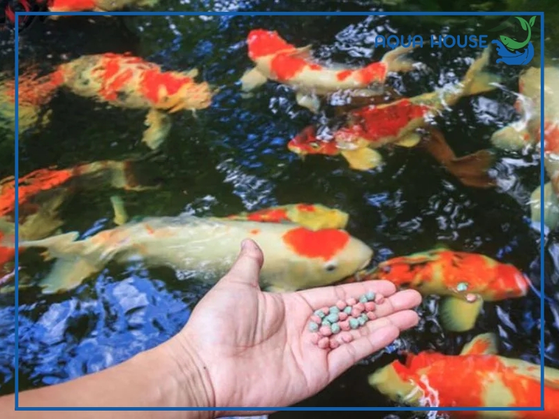 Cách phòng bệnh cá koi bị xệ bụng