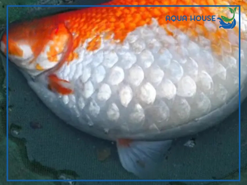 Dấu hiệu nhận biết cá koi bị xệ bụng