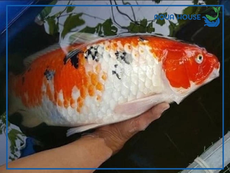 Cách xử lý cá koi bị xệ bụng hiệu quả