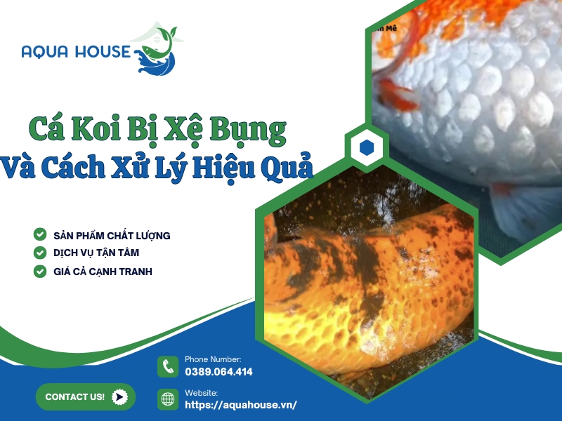 Cá koi bị xệ bụng