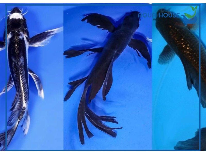 Cá Koi Bướm Giá Bao Nhiêu? Cập Nhật Bảng Giá Mới Nhất 35 Kinh nghiệm chọn mua cá koi bướm đẹp giá tốt