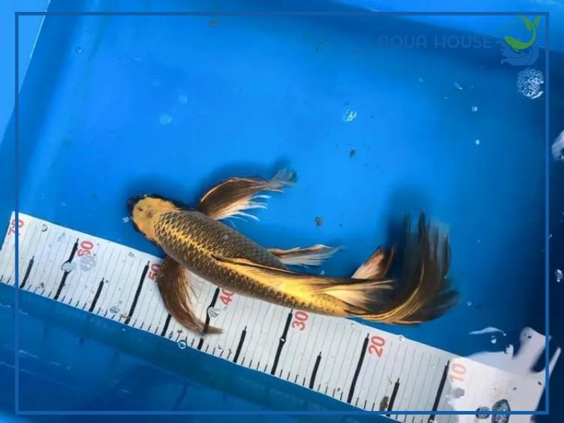 Cá Koi Bướm Giá Bao Nhiêu? Cập Nhật Bảng Giá Mới Nhất 34 Cá koi bướm giá bao nhiêu?