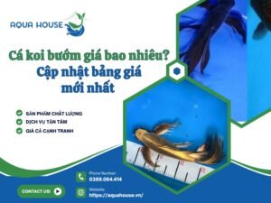 Cá koi bướm giá bao nhiêu