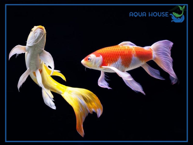 Cá Koi Bướm Giá Bao Nhiêu? Cập Nhật Bảng Giá Mới Nhất 33 Cá koi bướm là gì? Đặc điểm nhận biết