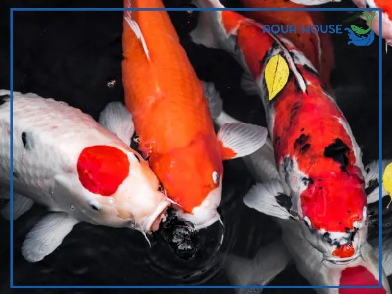 Cá Koi Có Ý Nghĩa Gì? Biểu Tượng Phong Thủy Và Văn Hóa 33 Cá Koi Có Ý Nghĩa Gì Trong Phong Thủy?