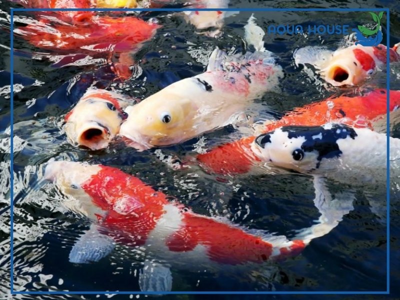 Cá Koi Có Ý Nghĩa Gì? Biểu Tượng Phong Thủy Và Văn Hóa 35 Nên Nuôi Cá Koi Như Thế Nào Để Hợp Phong Thủy?