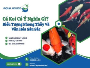 Cá koi có ý nghĩa gì