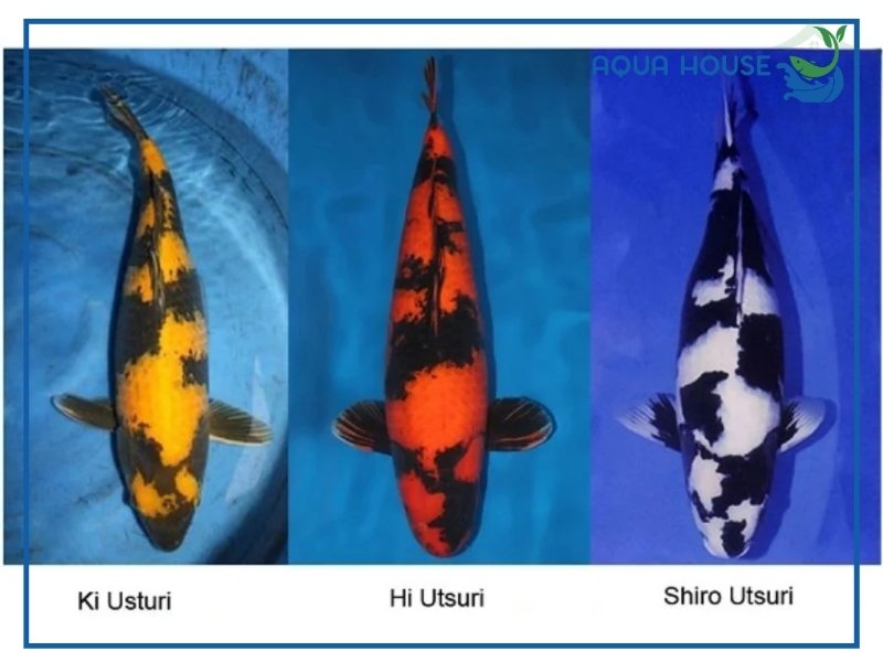 Tìm Hiểu Cá Koi Hi Utsuri: Đặc Điểm Phân Loại Và Cách Chăm Sóc 34 Các Loại Cá Koi Hi Utsuri Phổ Biến