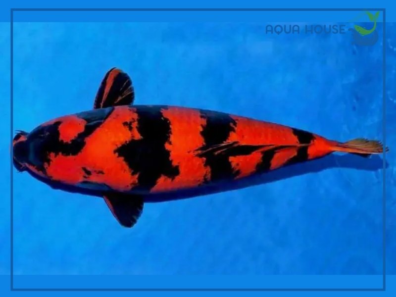 Tìm Hiểu Cá Koi Hi Utsuri: Đặc Điểm Phân Loại Và Cách Chăm Sóc 35 Kinh Nghiệm Chọn Mua Cá Koi Hi Utsuri Đẹp