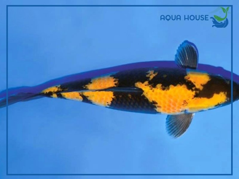 Tìm Hiểu Cá Koi Hi Utsuri: Đặc Điểm Phân Loại Và Cách Chăm Sóc 33 Đặc Điểm Nhận Biết Cá Koi Hi Utsuri