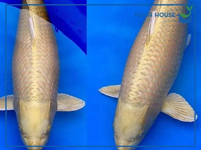 Cá koi Karashi là gì?