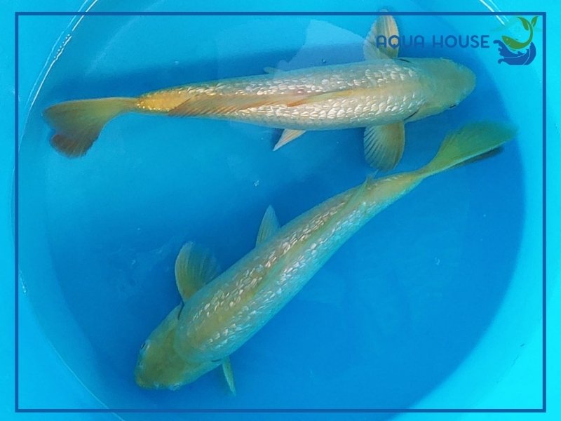 Cách nuôi cá koi Karashi khỏe mạnh lên màu đẹp