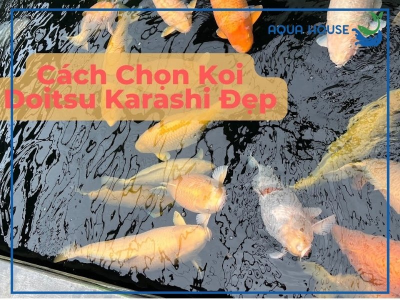 Kinh nghiệm chọn cá koi Karashi đẹp