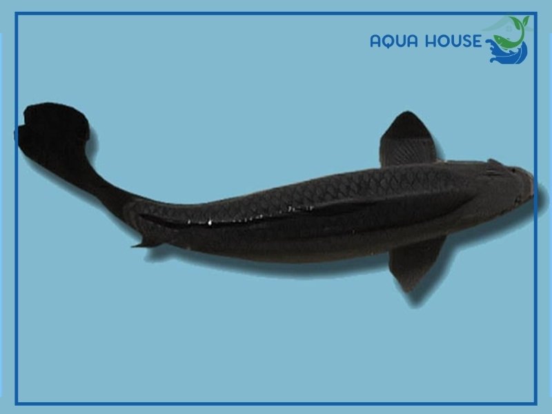 Đặc điểm nhận biết cá koi Karasu