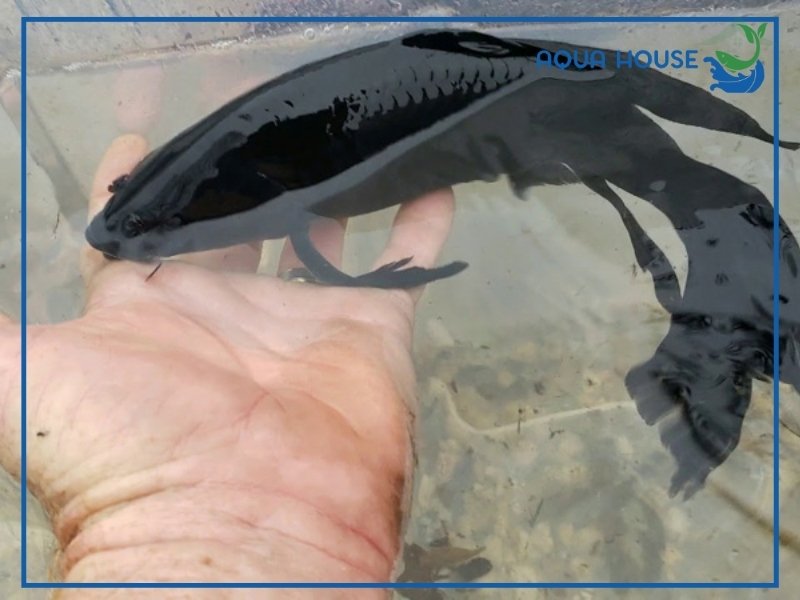 Ý nghĩa phong thủy của cá koi Karasu