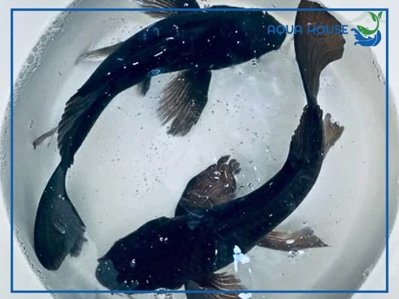 Cách nuôi cá koi Karasu khỏe mạnh lên màu đẹp