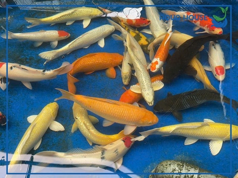 Các loại cá koi Kawari phổ biến hiện nay