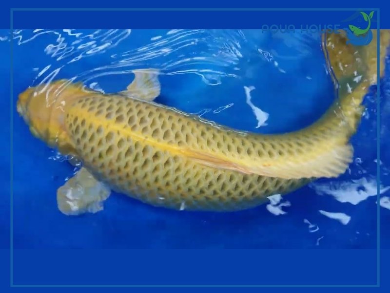 Tìm Hiểu Về Cá Koi Kawari 