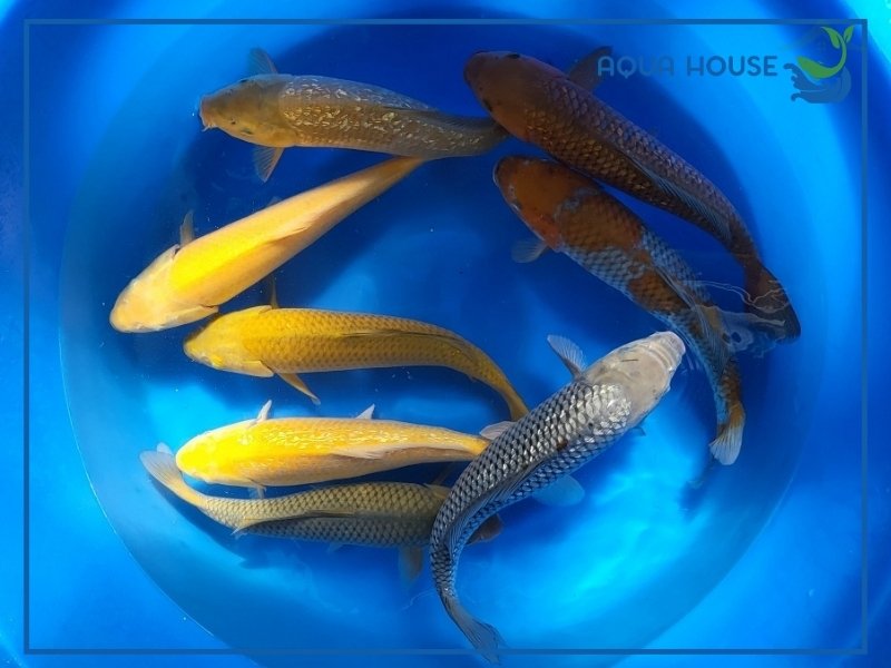 Cách nuôi cá koi Kawari khỏe mạnh