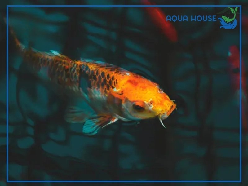 Cách Xử Lý Khi Cá Koi Không Lên Mặt Nước