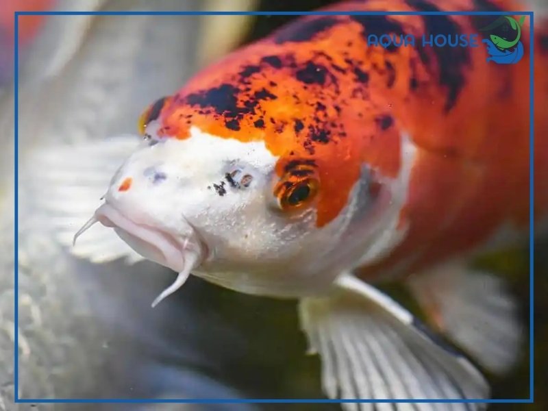 Cá Koi Không Lên Mặt Nước Có Phải Dấu Hiệu Bệnh Không?