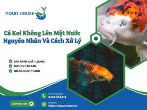 Cá koi không lên mặt nước