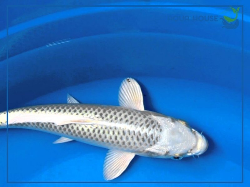 Đặc điểm nhận biết cá koi Matsuba