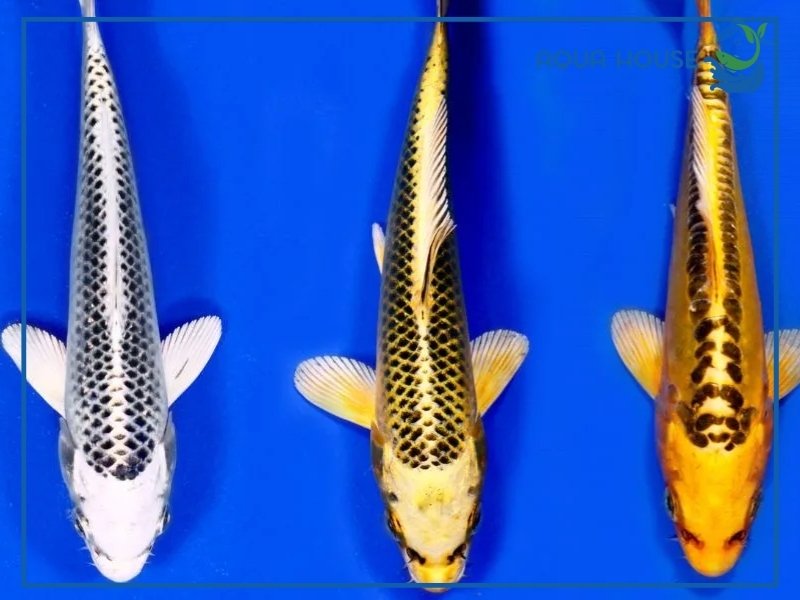 Các loại cá koi Matsuba phổ biến hiện nay