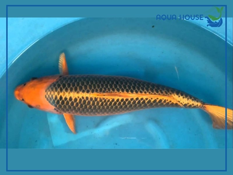 Cách nuôi cá koi Matsuba